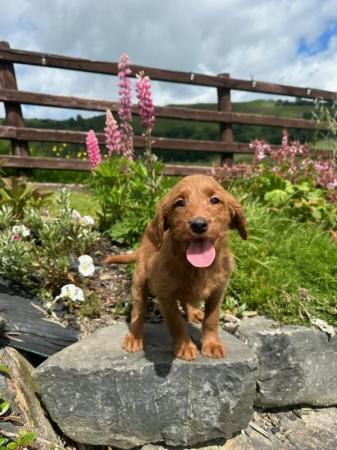 Image 13 of Adorable red labradoodle puppies