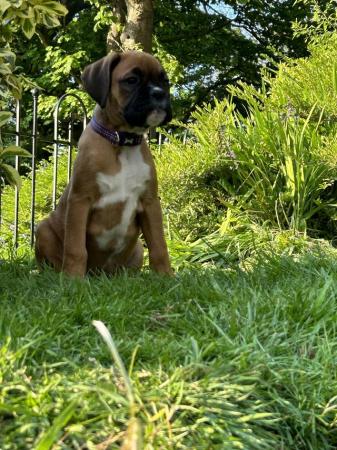 Image 8 of Beautiful male boxer puppy ready to leave for his new home
