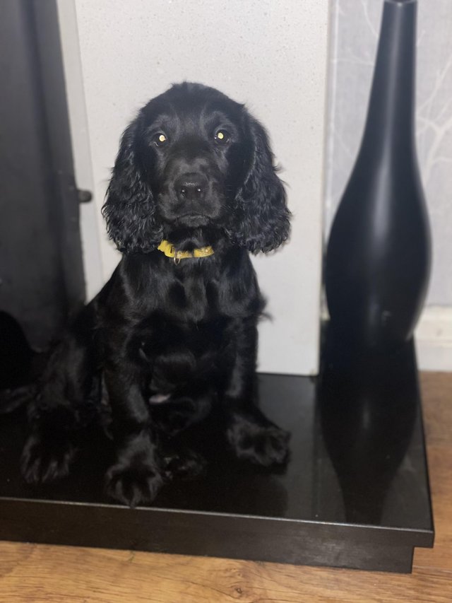 Preview of the first image of Cocker spaniel puppies - FULLY VACCINATED,MICROCHIPPED.