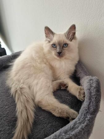 Image 11 of Ragdoll kittens 2 boys available