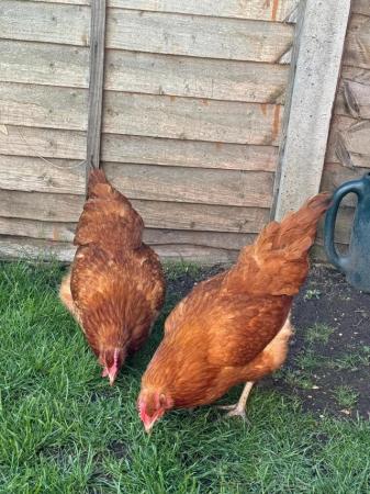Image 3 of 2 beautiful buff orpington cross hens