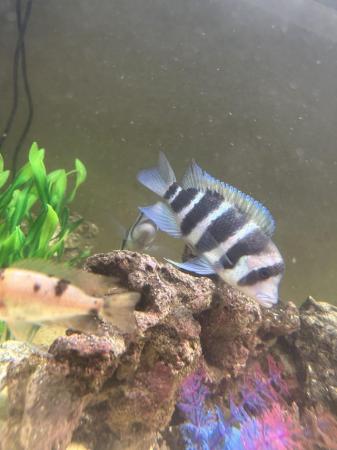 Image 3 of 3 large frontosa cichlids for new waters