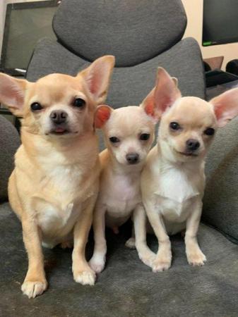 Image 1 of adorable chihuahua puppy for sale