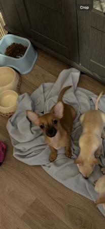Image 4 of 12 weeks old chihuahua puppies ready now