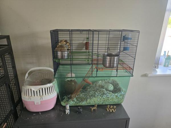 Image 2 of 3 young male gerbils with cage