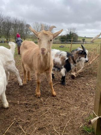 Image 2 of Various goats looking for new homes
