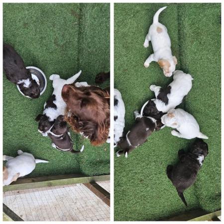 Image 7 of Cocker spaniel puppies for sale
