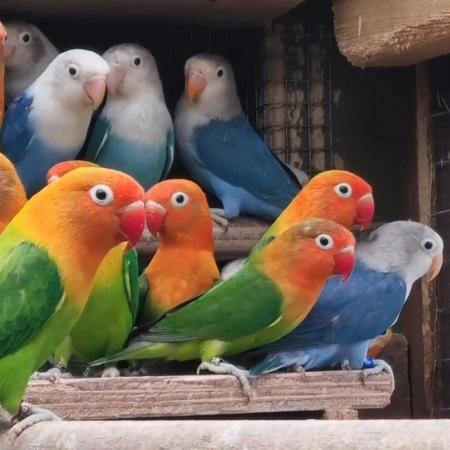 Image 10 of 16 to 24 month old lovebirds for sale