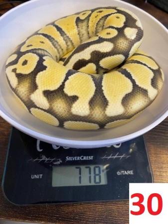 Image 1 of Various Royal Pythons - open to offers