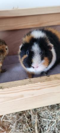 Image 1 of Two female guinea pigs for sale sisters