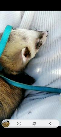 Image 1 of 2 year old male polecat ferret