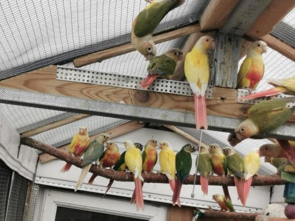 Image 1 of Mutation conures for sale