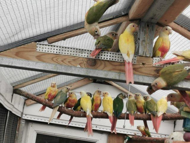 Preview of the first image of Mutation conures for sale.