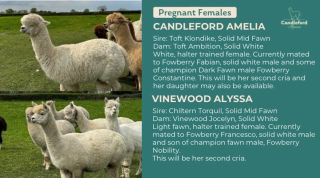 Image 5 of Female alpacas - pregnant and pets