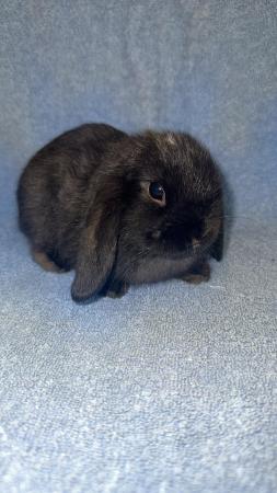 Image 8 of Pure bred mini lop bunny boy