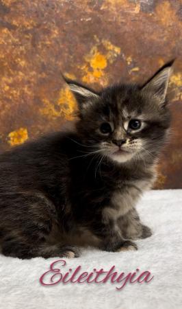 Image 5 of REDUCED, last girl XL GCCF Maine Coon kitten