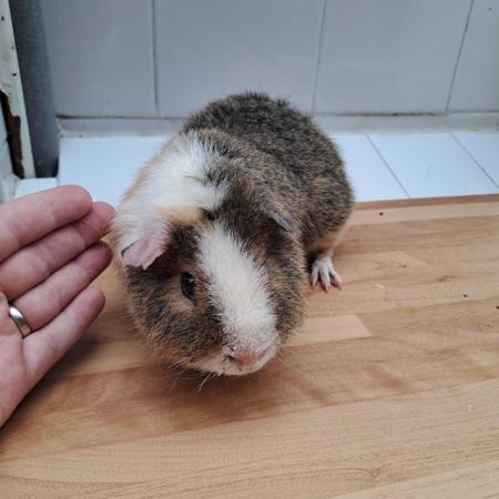 Image 2 of 6 month Old Male Teddy Guineapigs
