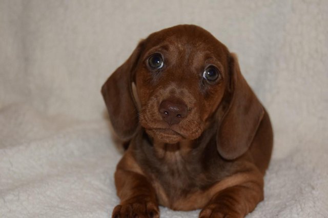 Image 1 of MINIATURE SMOOTH DACHSHUND PUPPIES