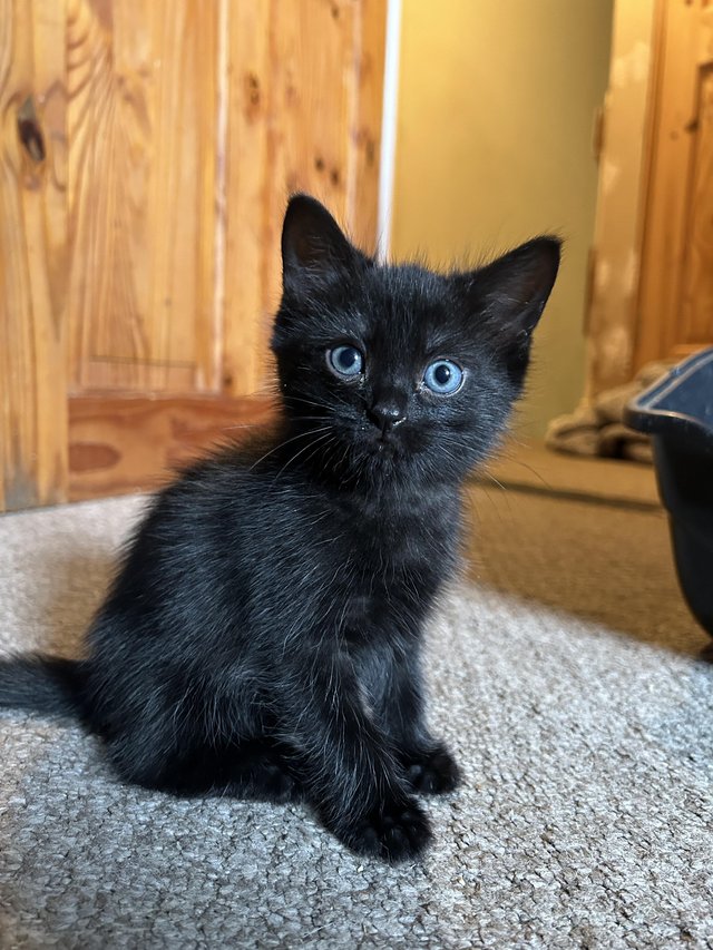 Preview of the first image of 9 week old black kittens.