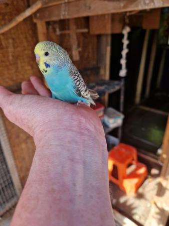 Image 1 of Baby budgies for sale male /female