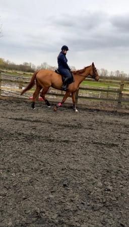 Image 3 of Chestnut thoroughbred mare