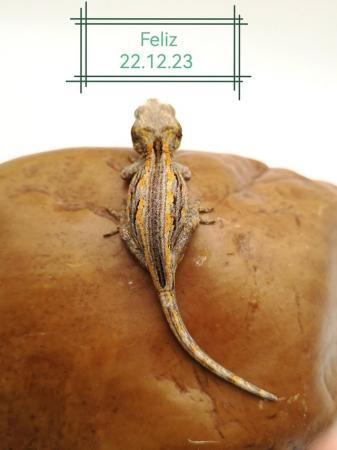 Image 1 of 2023 Gargoyle Gecko Juveniles - Mixed Morphs