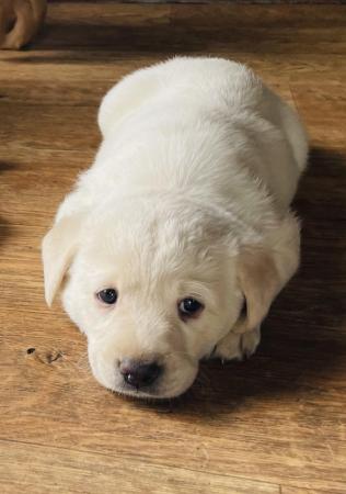 Image 14 of Labrador Puppies, KC Registered, Helsby , Cheshire