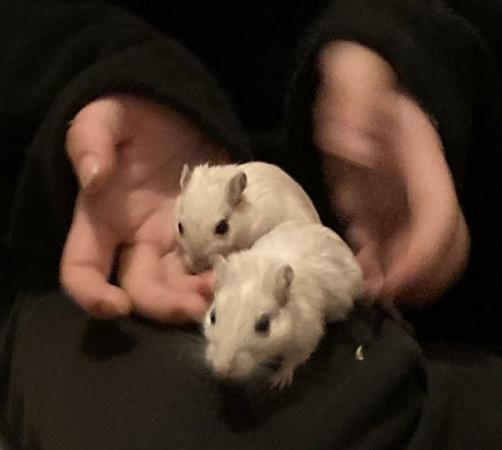 Image 3 of A pair of bonded female gerbils