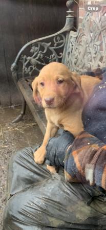 Image 12 of Labrador puppies for sale