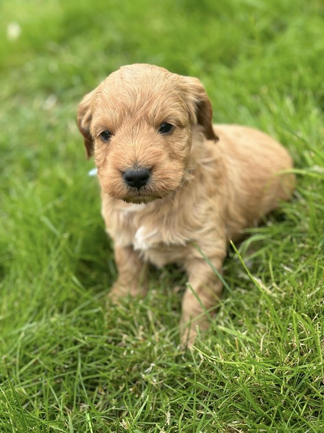 Preview of the first image of 7 Cockapoo puppy’s be ready on the 4th July.