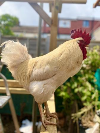 Image 1 of Laying Rhode red island hen for sale