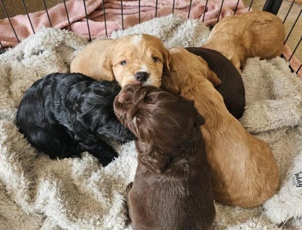 Image 14 of Stunning Sprocker Puppies ALL SOLD NOW !!!