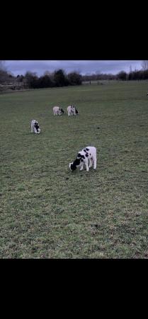 Image 1 of Jacob sheep lambs available