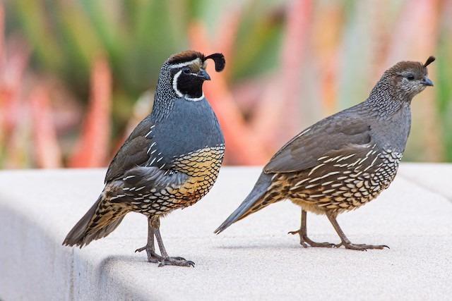 Preview of the first image of Looking for a few California quails.