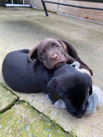 Image 14 of 1 LEFT READY NOW Gorgeous KC Reg Black Labrador Puppies