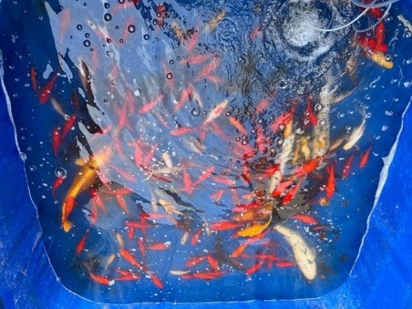 Image 2 of Over 200 Gold fish and koi