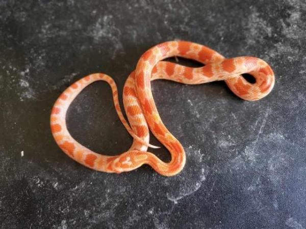 Image 4 of Baby Corn Snakes (Born 10/12/23)