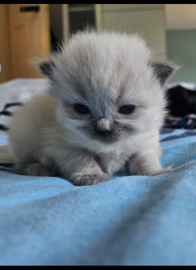 Preview of the first image of 4 week old full ragdollkittens.
