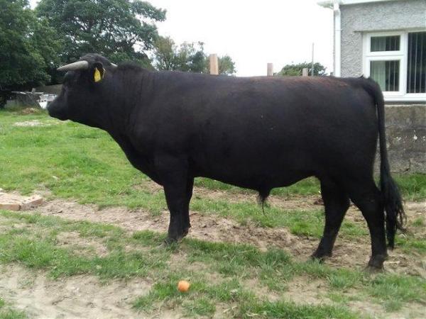 Image 1 of Non-short Black Fully Registered Dexter Bull