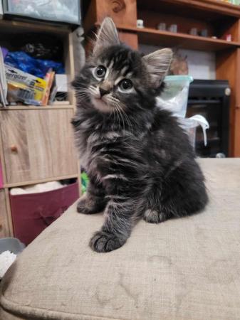 Image 8 of Maine Coon cross ready now