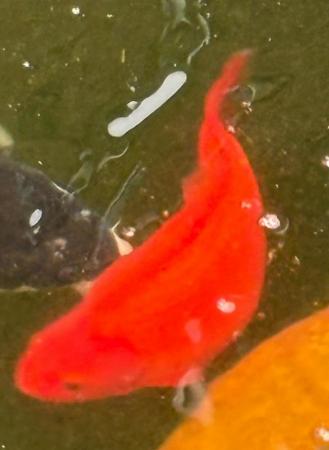 Image 4 of Large pond Goldfish for sale