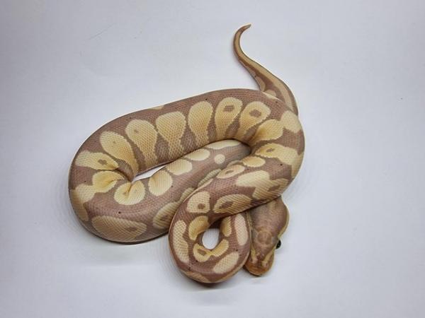 Image 4 of Banana Gravel / Yellowbelly Poss DH Clown Pied Male