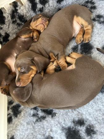 Image 2 of Miniature dachshund puppies for sale