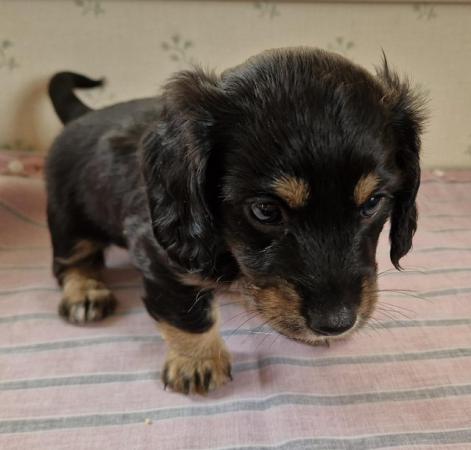 Image 2 of ONLY 2 GIRL DACHSHUND PUPPIES LEFT!!!!