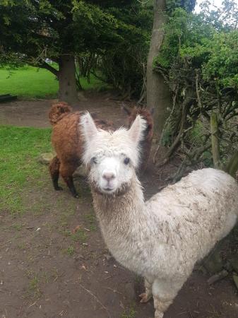 Image 2 of Female Alpaca for sale 8 months old
