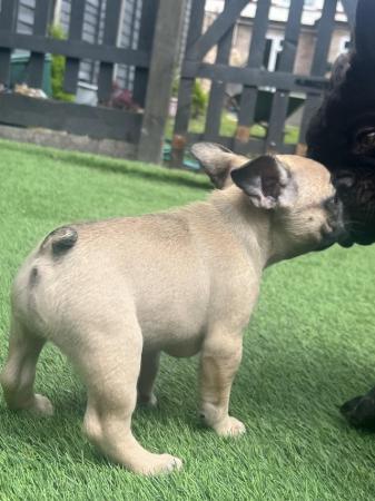 Image 7 of 8 week old French Bulldog boys ready for loving home