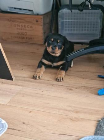 Image 8 of Beautiful Rottweiler puppies for Sale