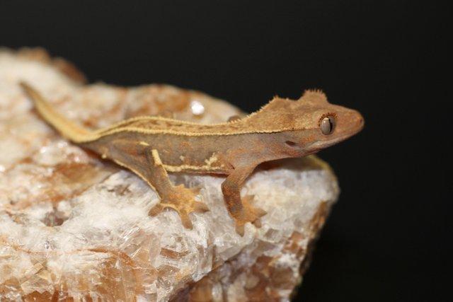 Image 4 of Lilly white crested geckos last few remaining