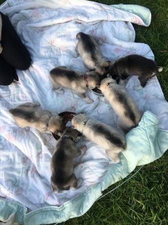 Image 3 of 2 gorgeous female’s left Siberian husky puppies for sale!