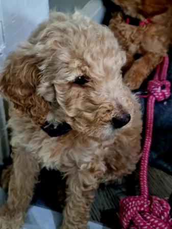 Image 12 of Ready to leave now. Goldendoodle puppies